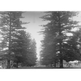 Pine Trees at Botanic Gardens