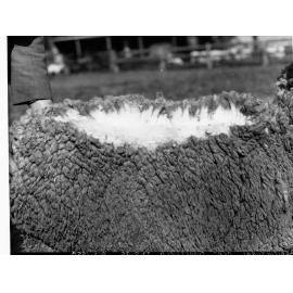 Agricultural Department Turretfield Showing  Sheep