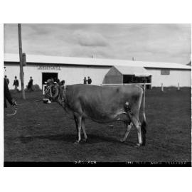 Prize cow at Adelaide Show