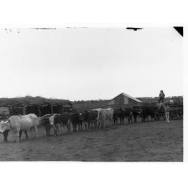 Bullock team in the far north