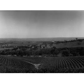 Vineyards at Magill with homestead in background