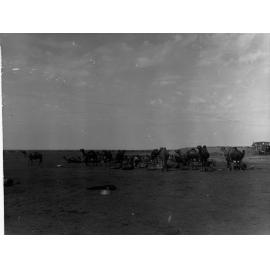 Oodnadatta Showing Camels With Loads on Their Backs