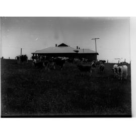 Cows at Minda Home's Craigburn Farm, 1936