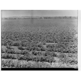 Vineyards at Morphett Vale