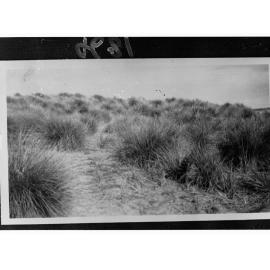 Tussocky Grasses on Desert Hills