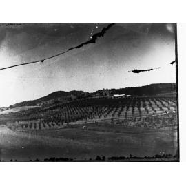 Orchard and Farm House