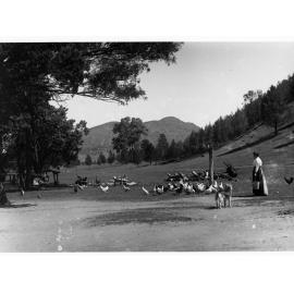 Lady feeding chickens at Wilpena