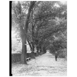 Avenue in Botanic Gardens Adelaide Showing Man Taking a Walk
