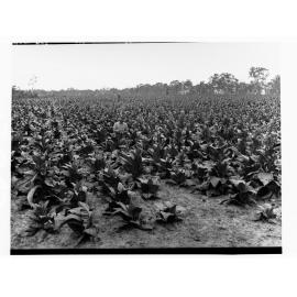 Dungowan Tobacco crop showing pickers