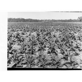 Tobacco plantation