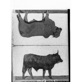 Picture of a Zebu Ox and Zebu Cow - two single photographs
