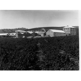 Penfold Vineyards with Winery