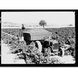 Grape picking - Barossa Valley
