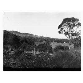 Bush at Yankalilla