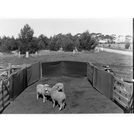 Sheep in a pen at Roseworthy