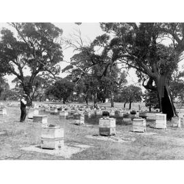 Beekeeping Farm Showing Men Nearby