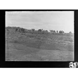 Camels in Western Australia - East West Railway construction