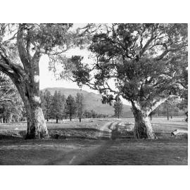 Gum Trees Wilpena Station Flinders Ranges
