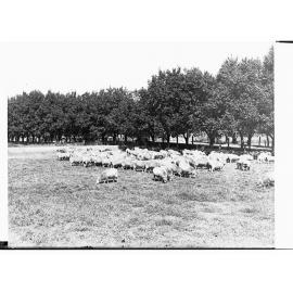 Sheep on a Farm at Islington