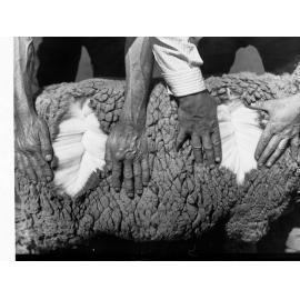 Sheep Being Examined Agricultural Department Turretfield