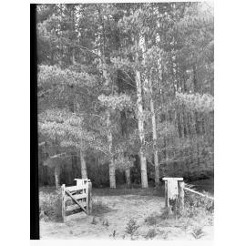 Entrance Gate to Penola Forest