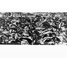 Paris Creek - field of crops