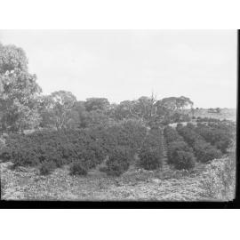 Orange Grove at Salisbury