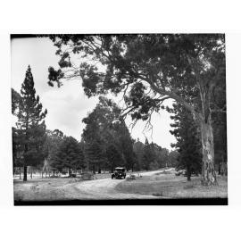 Automobile in Belair National Park