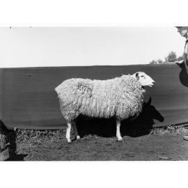 Sheep at Roseworthy