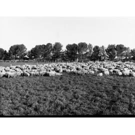 Sheep at Roseworthy College