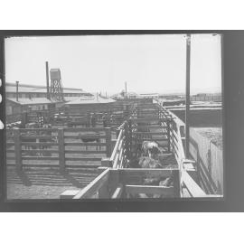 Cattle yards at the Abattoirs