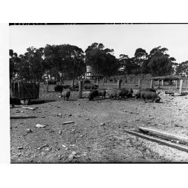 Pigs at Minda Home's Craigburn Farm, 1930s