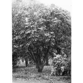 Bunya Flindersia Mel Genistifolia,  Botanic Gardens
