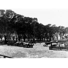 Salisbury, showing cattle on a farm