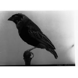 Grenadier Finch - Copied for Agricultural Department