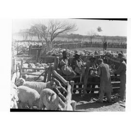 Tailing Lambs at Kulgera Station