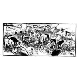 Cartoons - African Daisy Eradication