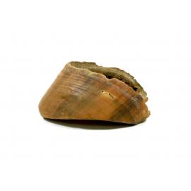 Horse Hoof