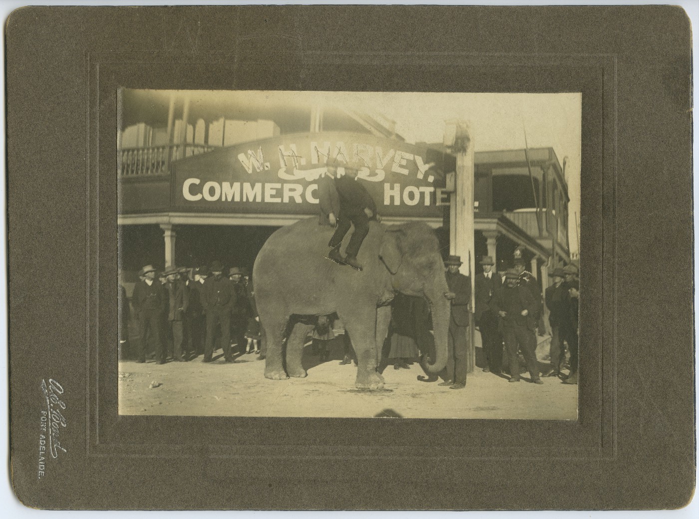Photo showing two men in suits sitting on top of an elephant. A crowd of onlookers stand behind them, outside a hotel in the background. A sign on the front of the hotel reads W. H. Harvey, Commercial Hotel.